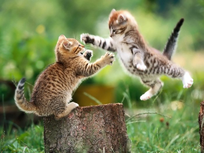 50-catfight.jpg